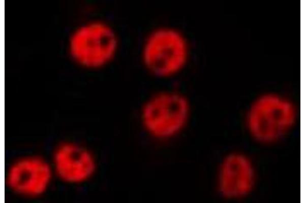 ZNF575 antibody  (N-Term)