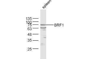 Mouse spleen lysates probed with Rabbit Anti-BRF1 Polyclonal Antibody, Unconjugated  at 1:500 for 90 min at 37˚C.