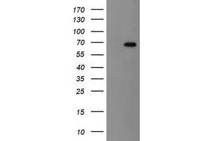 HEK293T cells were transfected with the pCMV6-ENTRY control (Left lane) or pCMV6-ENTRY ACBD3 (Right lane) cDNA for 48 hrs and lysed. (ACBD3 antibody)