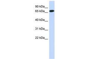 Image no. 1 for anti-Chromosome 1 Open Reading Frame 65 (C1ORF65) (N-Term) antibody (ABIN6741218) (C1orf65 antibody  (N-Term))