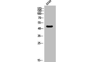 Western Blot analysis of A549 cells using SR-6 Polyclonal Antibody (Serotonin Receptor 6 antibody  (Internal Region))