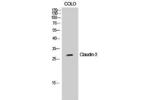 Western Blotting (WB) image for anti-Claudin 3 (CLDN3) (Ser255) antibody (ABIN3174423) (Claudin 3 antibody  (Ser255))