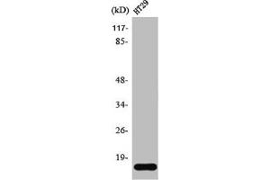 Western Blot analysis of HT29 cells using Synuclein-γ Polyclonal Antibody (SNCG antibody  (C-Term))