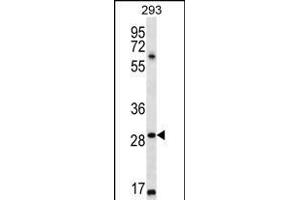 MESP1 Antibody (N-term) (ABIN657017 and ABIN2846196) western blot analysis in 293 cell line lysates (35 μg/lane). (MESP1 antibody  (N-Term))