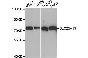 Western blot analysis of extracts of various cell lines, using SLC25A13 antibody (ABIN6292454) at 1:1000 dilution. (slc25a13 antibody)