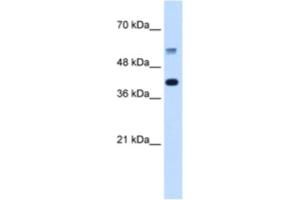 Western Blotting (WB) image for anti-Poly-U Binding Splicing Factor 60KDa (PUF60) antibody (ABIN2462253) (PUF60 antibody)