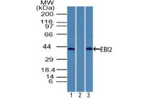 Image no. 1 for anti-G Protein-Coupled Receptor 183 (GPR183) (AA 300-350) antibody (ABIN960191) (GPR183 antibody  (AA 300-350))