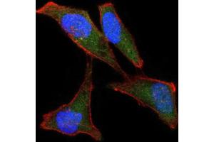 Immunofluorescence analysis of Hela cells using LPlunc1 antibody (green). (BPIFB1 antibody)