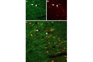 Expression of GFRA1 in rat neocortex - Immunohistochemical staining of immersion-fixed, free floating rat brain frozen sections using Anti-GFR alpha 1 (extracellular) Antibody (ABIN7043211, ABIN7044777 and ABIN7044778), (1:100). (GFRA1 antibody  (Extracellular Domain))
