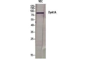 Western Blot (WB) analysis of specific cells using Dyrk1A Polyclonal Antibody. (DYRK1A antibody  (N-Term))