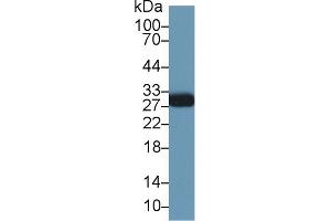 MOG antibody  (AA 28-152)