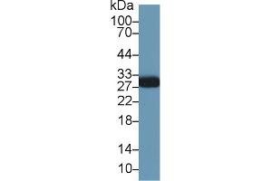 Detection of MOG in Mouse Cerebrum lysate using Polyclonal Antibody to Myelin Oligodendrocyte Glycoprotein (MOG) (MOG antibody  (AA 28-152))