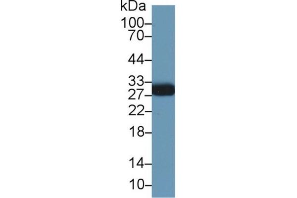 MOG antibody  (AA 28-152)