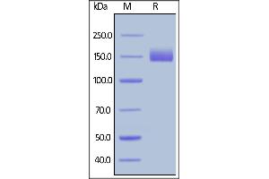 Human LIF R, Fc Tag on  under reducing (R) condition. (LIFR Protein (AA 45-833) (Fc Tag))
