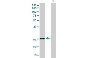 Western Blot analysis of EXOSC5 expression in transfected 293T cell line by EXOSC5 MaxPab polyclonal antibody. (EXOSC5 antibody  (AA 1-235))