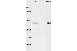 Lane 1: mouse brain lysates Lane 2: mouse lung lysates probed with Anti Maltose binding protein/MBP Polyclonal Antibody, Unconjugated (ABIN873253) at 1:200 in 4 °C. (Maltose Binding Protein antibody  (AA 43-57))