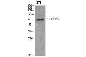 Western Blotting (WB) image for anti-Acetylcholine Receptor Subunit alpha (CHRNA1) (Internal Region) antibody (ABIN3178901) (CHRNA1 antibody  (Internal Region))
