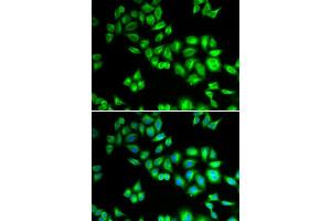 Immunofluorescence (IF) image for anti-Cullin 1 (CUL1) (AA 500-776) antibody (ABIN3015864) (Cullin 1 antibody  (AA 500-776))