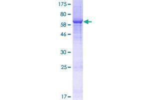 Image no. 1 for Ankyrin Repeat Domain 32 (ANKRD32) (AA 1-422) protein (GST tag) (ABIN1345107) (ANKRD32 Protein (AA 1-422) (GST tag))