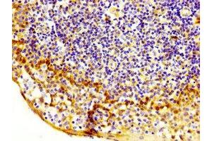 IHC image of ABIN7169043 diluted at 1:200 and staining in paraffin-embedded human tonsil tissue performed on a Leica BondTM system. (MASTL antibody  (AA 612-740))