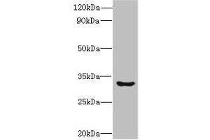 Western blot All lanes: CLEC1A antibody at 6 μg/mL + Mouse thymus tissue Secondary Goat polyclonal to rabbit IgG at 1/10000 dilution Predicted band size: 32 kDa Observed band size: 32 kDa (CLEC1A antibody  (AA 74-280))