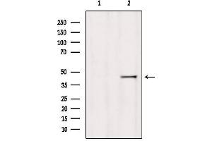 Western blot analysis of extracts from 293, using HOMER1 Antibody. (HOMER1 antibody  (Internal Region))