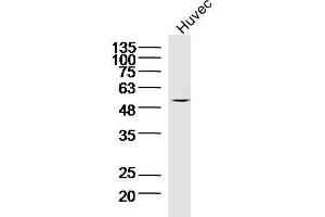 Lane 1: Huvec lysates probed with TNFAIP5 Polyclonal Antibody, Unconjugated  at 1:300 overnight at 4˚C. (PTX3 antibody  (AA 151-250))