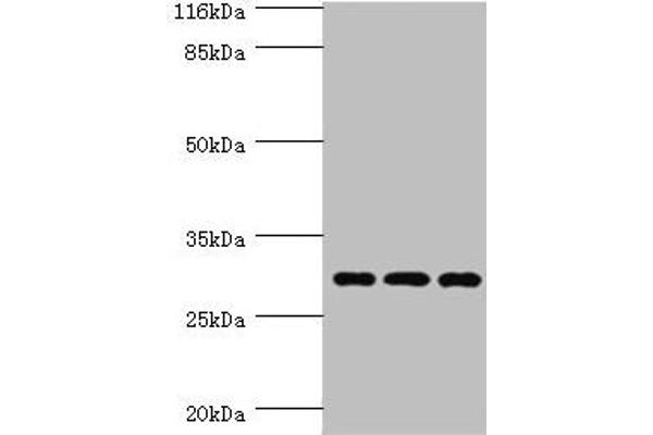 Spindlin 1 antibody  (AA 1-262)