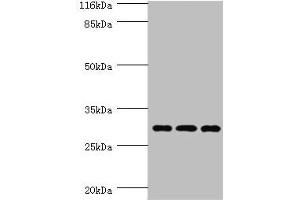 Western blot All lanes: SPIN1 antibody at 1.