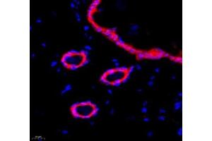 Immunofluorescence of paraffin embedded rat skin using Annexin-A8 (ABIN7073071) at dilution of 1: 3866 (400x lens) (Annexin VIII antibody)
