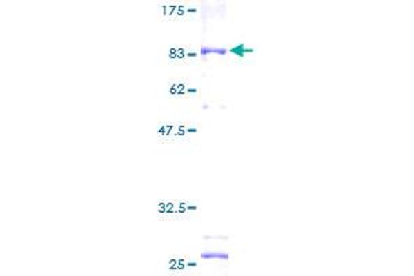 ALDH3A2 Protein (AA 1-508) (GST tag)