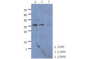 The extracts of HeLa (40ug) were resolved by SDS-PAGE, transferred to PVDF membrane and probed with anti-human CMBL antibody (1:500 ~ 1:5000).