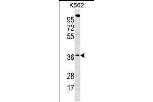Western blot analysis in K562 cell line lysates (35ug/lane). (WBSCR22 antibody  (C-Term))