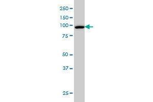 Image no. 1 for anti-CSE1 Chromosome Segregation 1-Like (CSE1L) (AA 872-972) antibody (ABIN465994) (Exportin 2 antibody  (AA 872-972))