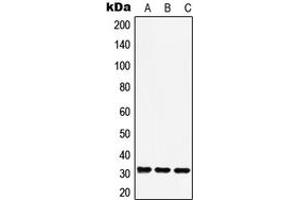 Western blot analysis of RAD1 expression in A549 (A), Raw264. (RAD1 antibody  (Center))