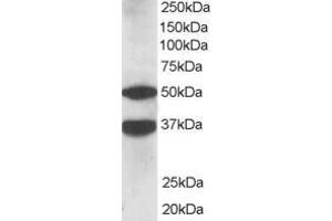 Western Blotting (WB) image for anti-Protein Kinase C and Casein Kinase Substrate in Neurons 1 (PACSIN1) (N-Term) antibody (ABIN2465262) (PACSIN1 antibody  (N-Term))