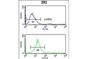 RFC3 Antibody (Center) (ABIN389382 and ABIN2839477) flow cytometry analysis of 293 cells (bottom histogram) compared to a negative control cell (top histogram). (RFC3 antibody  (AA 121-150))