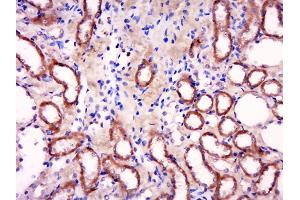 Paraformaldehyde-fixed, paraffin embedded Rat kidney Antigen retrieval by boiling in sodium citrate buffer (pH6. (HTRA2 antibody  (AA 231-330))