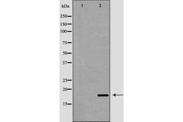 LCN6 antibody  (Internal Region)