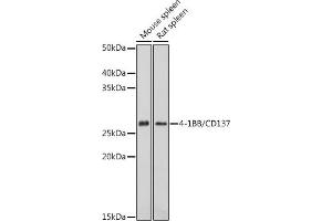 Western blot analysis of extracts of various cell lines, using 4-1BB/CD137 antibody (ABIN7271073) at 1:1000 dilution. (CD137 antibody  (AA 150-250))