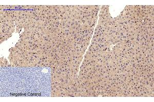 Immunohistochemical analysis of paraffin-embedded mouse liver tissue. (Cadherin 5 antibody  (Internal Region))