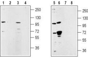 Western blot analysis of rat lung membrane (lanes 1 and 2), rat testes (lanes 3 and 4), mouse ms1 pancreas cells (lanes 5 and 7) and human LNCaP prostate cell (lanes 6 and 8) lysates: - 1,3,5,6. (TRPM5 antibody  (Intracellular))