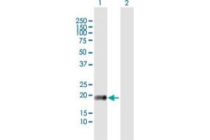 Western Blot analysis of CLDN14 expression in transfected 293T cell line by CLDN14 MaxPab polyclonal antibody. (CLDN14 antibody  (AA 1-239))