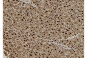 ABIN6279882 at 1/100 staining Mouse liver tissue by IHC-P. (TCF19 antibody  (Internal Region))