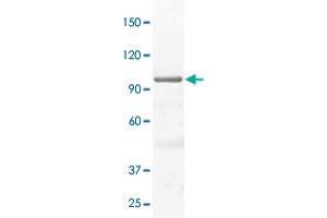 The whole cell lysate derived from A-431 was immunoblotted by STAT3 polyclonal antibody  at 1 : 500.