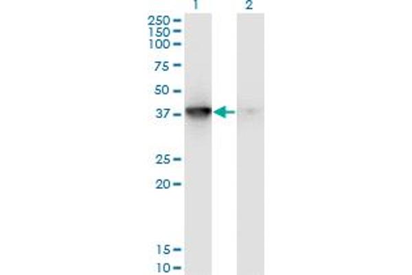 MAPKAP Kinase 3 antibody  (AA 272-382)