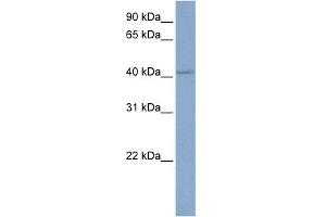 WB Suggested Anti-KCNN4 Antibody Titration:  0. (KCNN4 antibody  (C-Term))