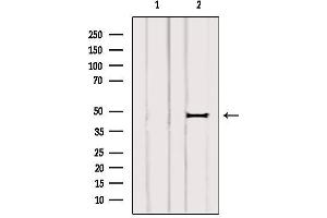 Western blot analysis of extracts from 3t3, using ARL13B Antibody. (ARL13B antibody)