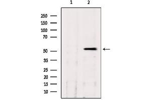 Western blot analysis of extracts from hepg2, using CLU Antibody. (Clusterin antibody  (Internal Region))