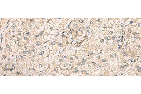TTLL5 antibody